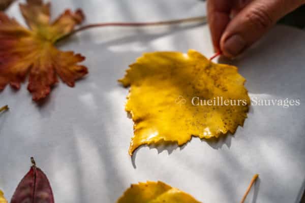 Fabrication de feuilles cirées