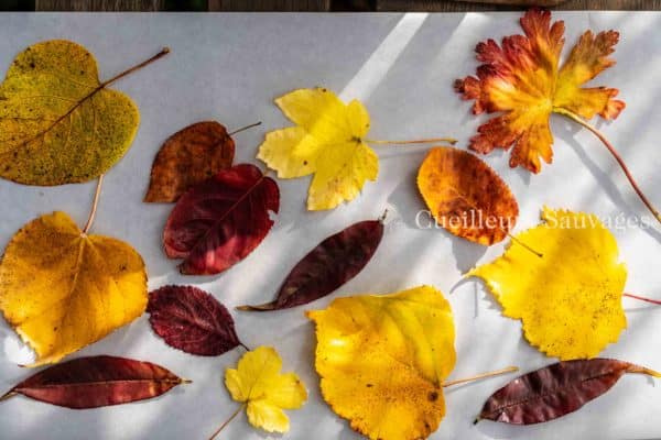 Fabrication de feuilles cirées