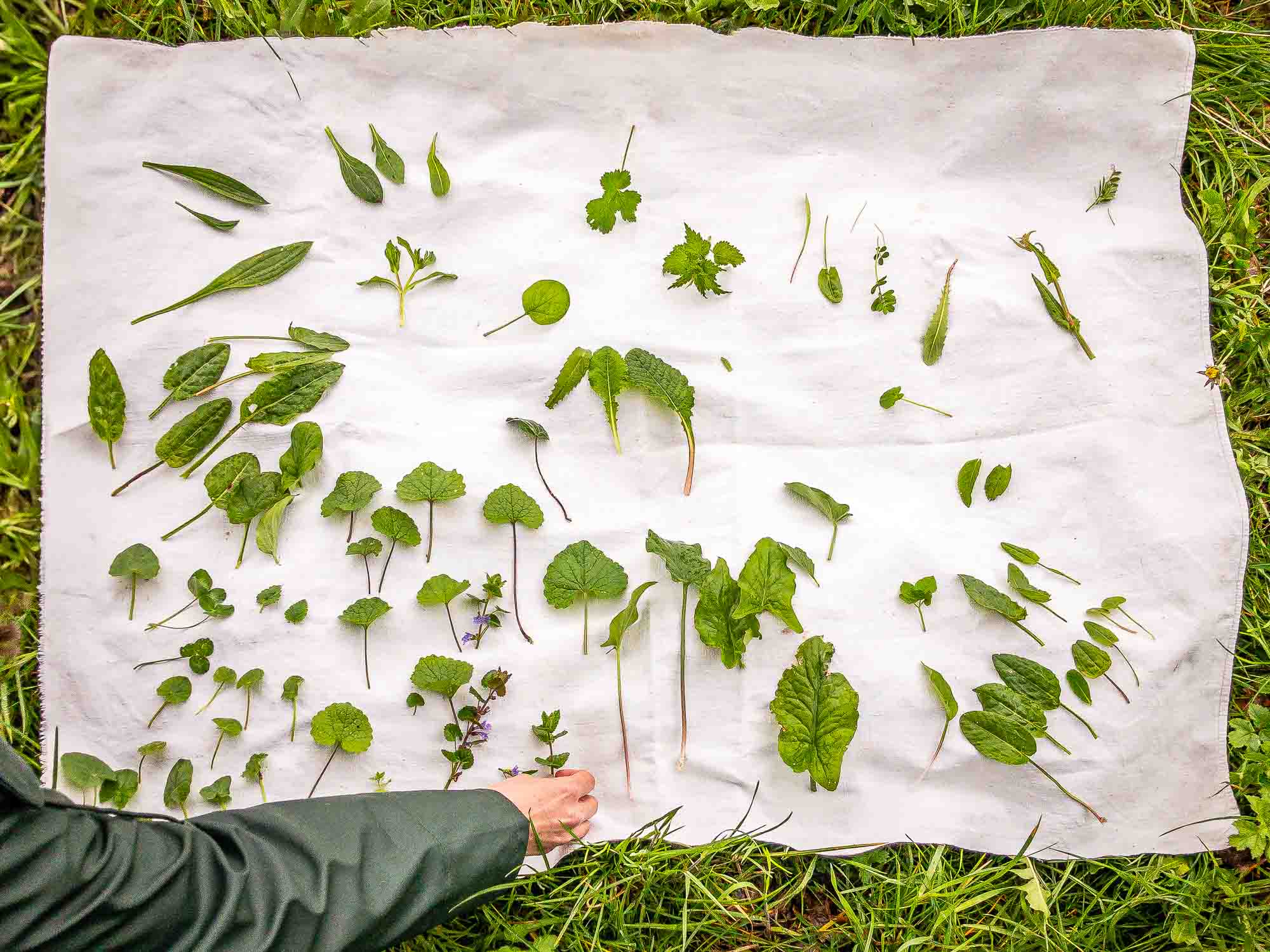 Featured image for “Combien De Plantes Sauvages Comestibles Existent sur Terre?”