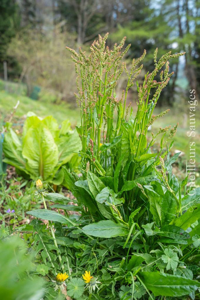 Rumex acetosa - Oseille des pres. © Michael Berthoud, Cueilleurs Sauvages.