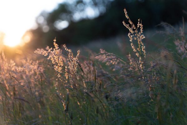 Image à la une pour “L’oseille-des-prés: reconnaissance, usages et précautions”