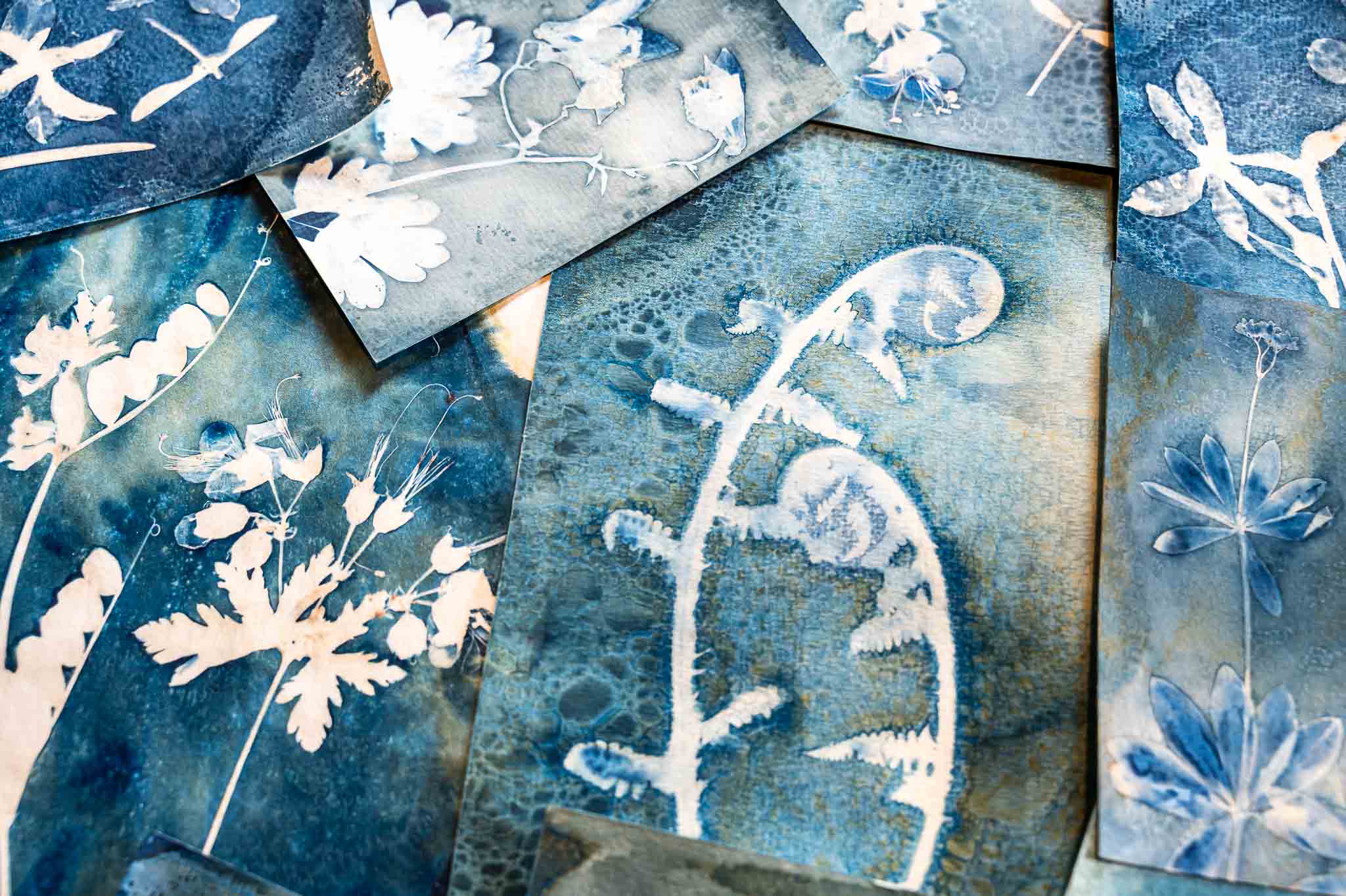 Featured image for “Cyanotypes botaniques, du bleu à l’infini des possibles”