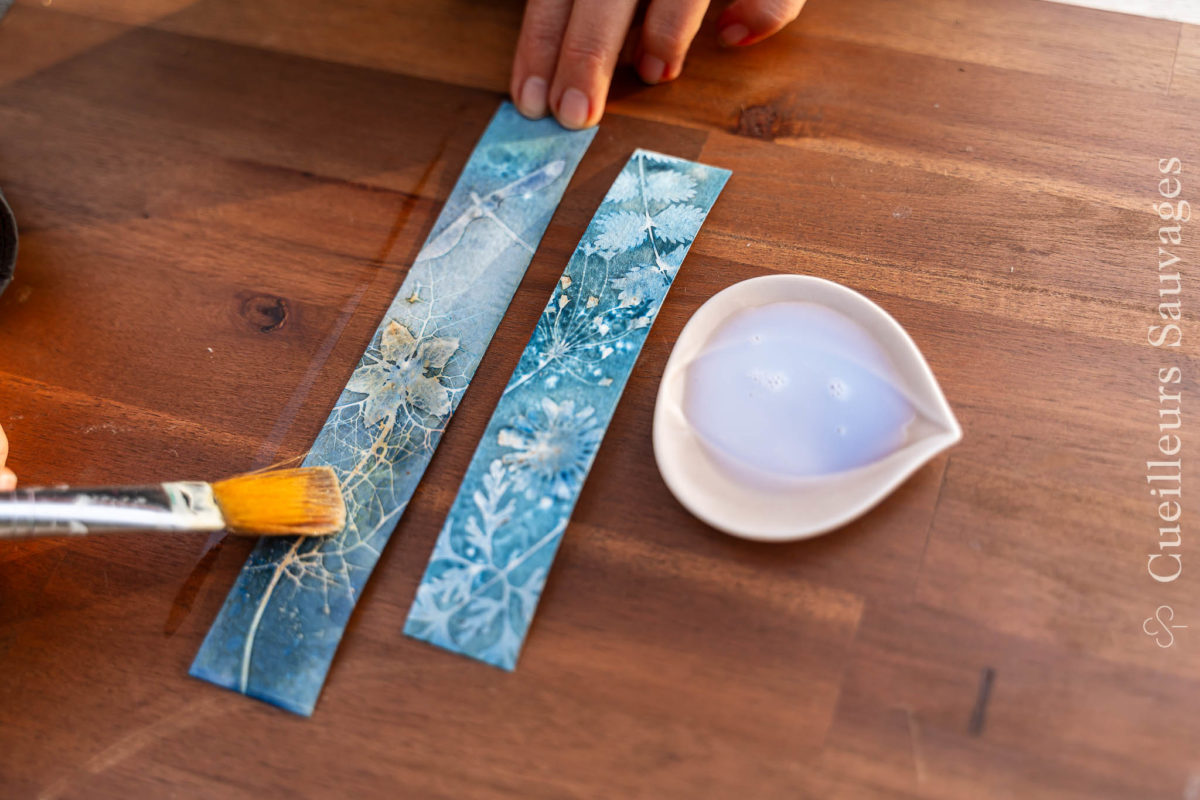 Cyanotypes vernis