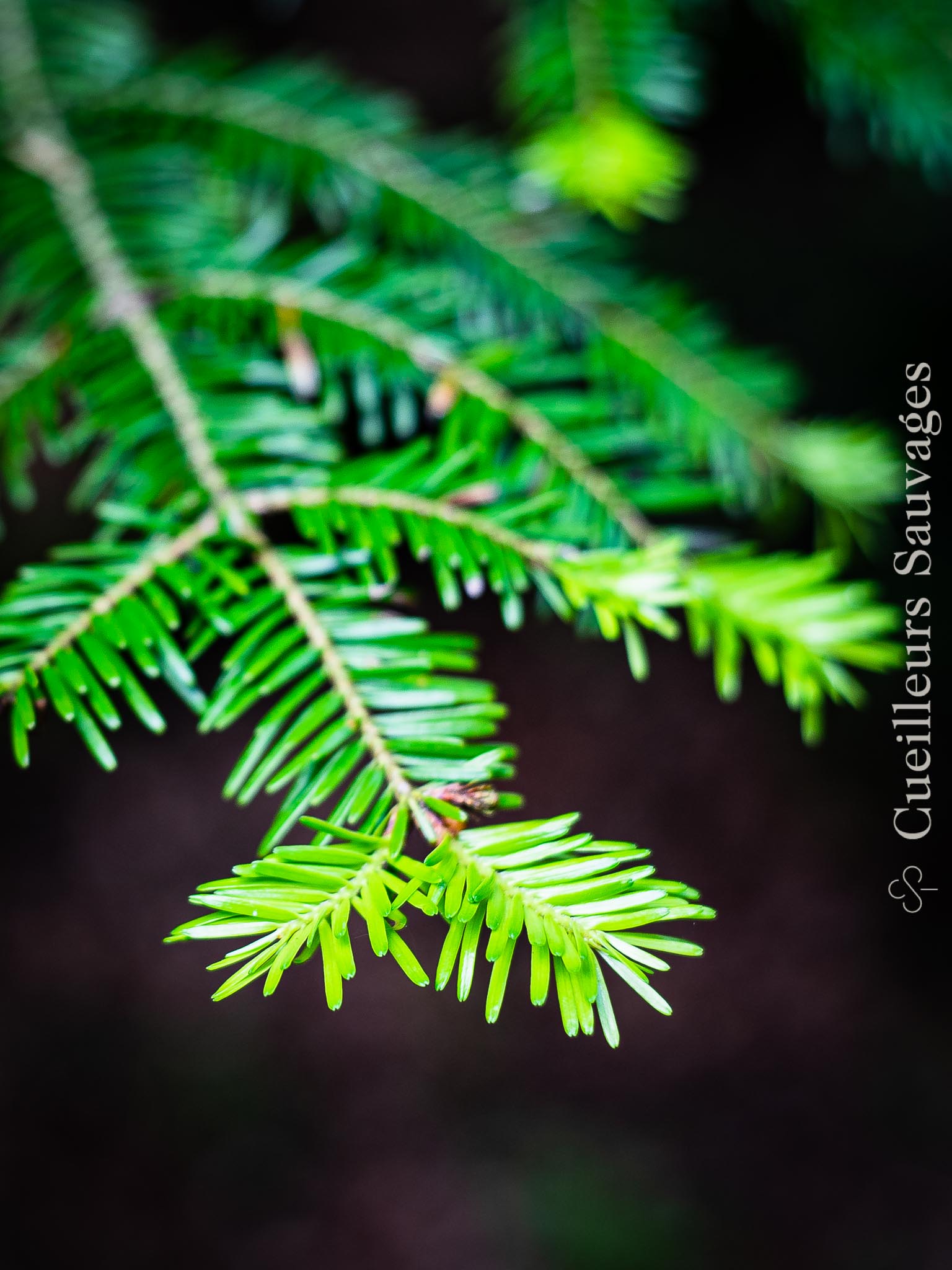 Abies alba - Sapin blanc. © Cueilleurs Sauvages