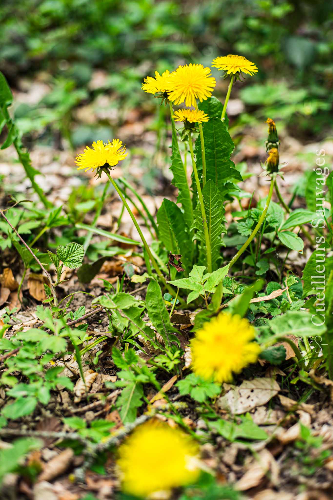 Taraxacum officinale aggr. - Pissenlit officinal. © Cueilleurs Sauvages