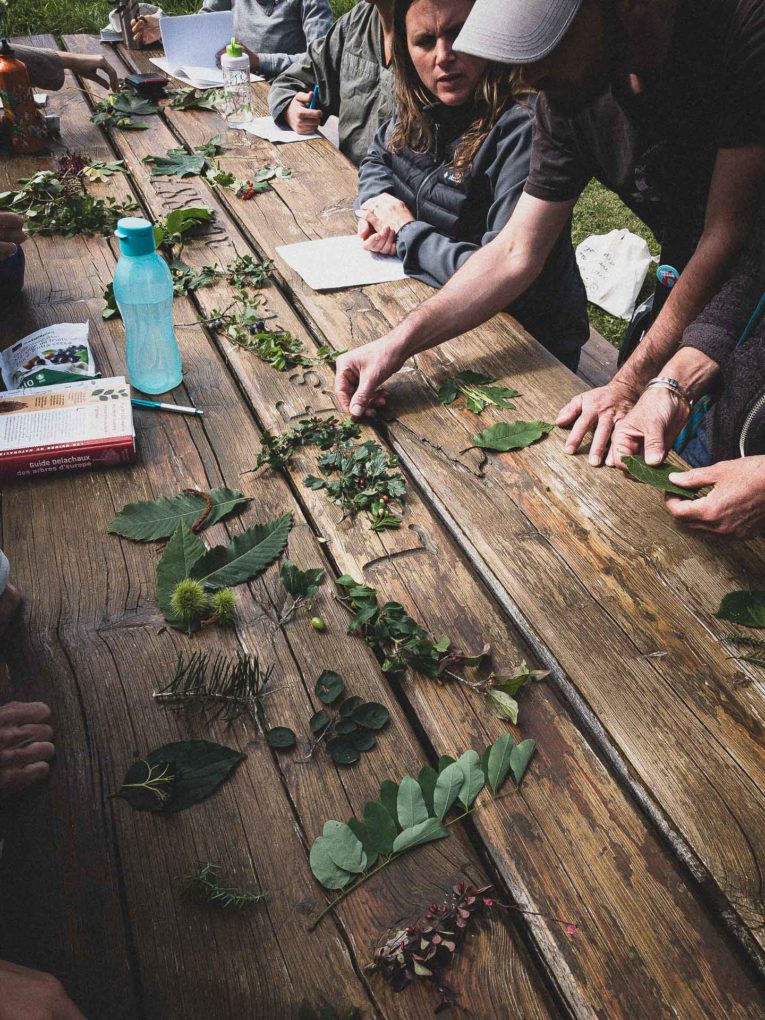 Formation au fil des saisons cycle 1 - Cueilleurs sauvages