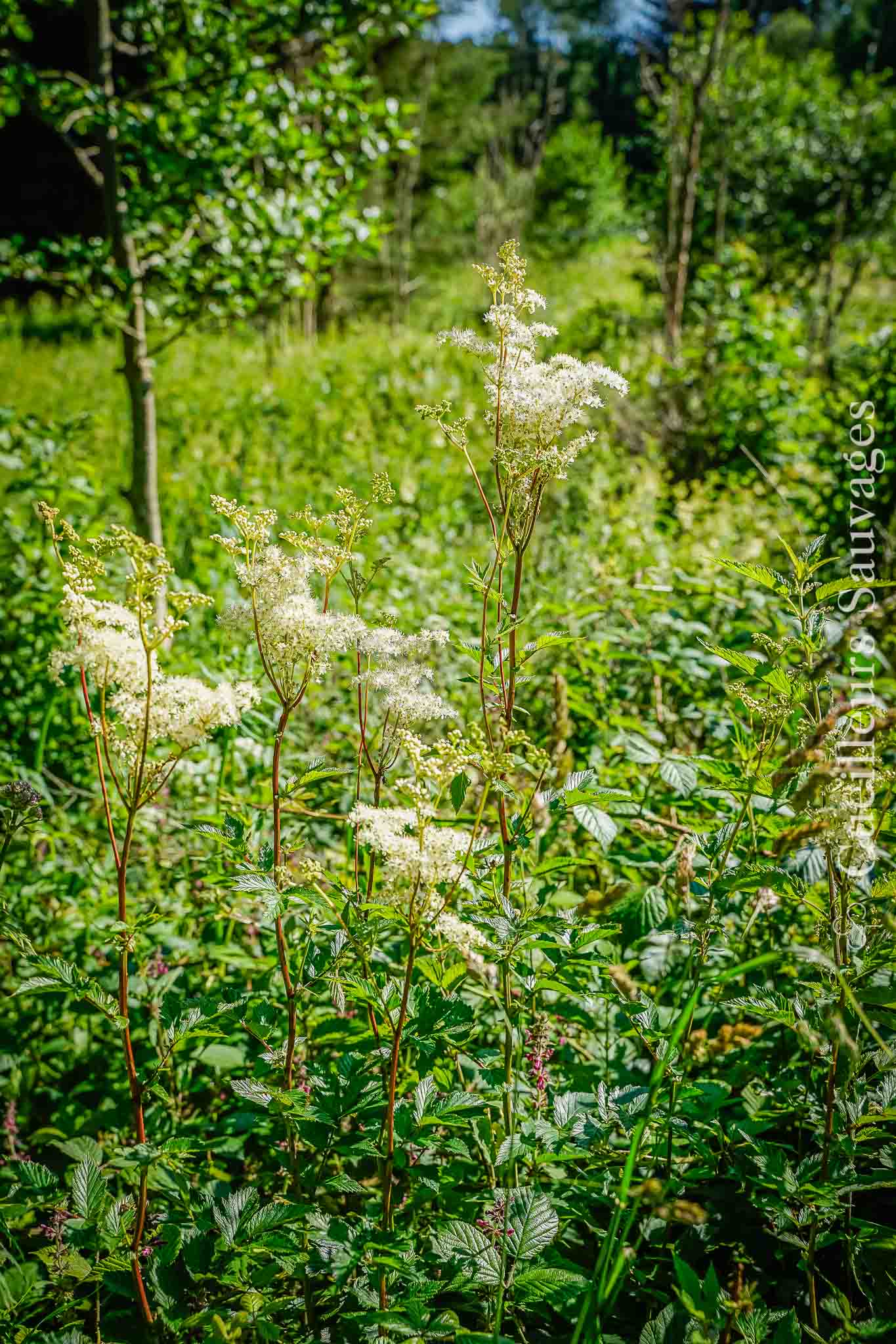 Filipendula ulmaria - Reine-des-prés. @ Cueilleurs Sauvages