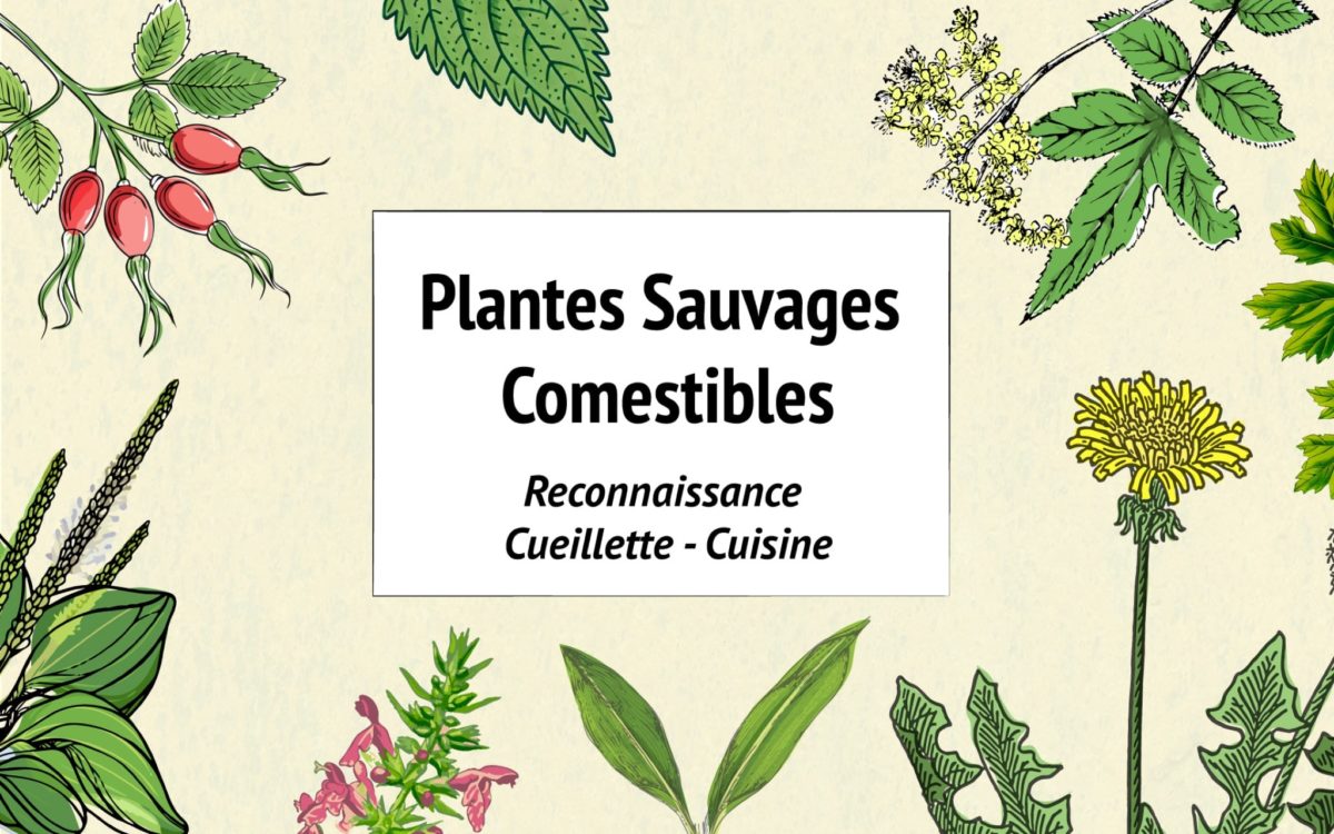 Image à la une pour  “Voyage à la rencontre des plantes sauvages comestibles”