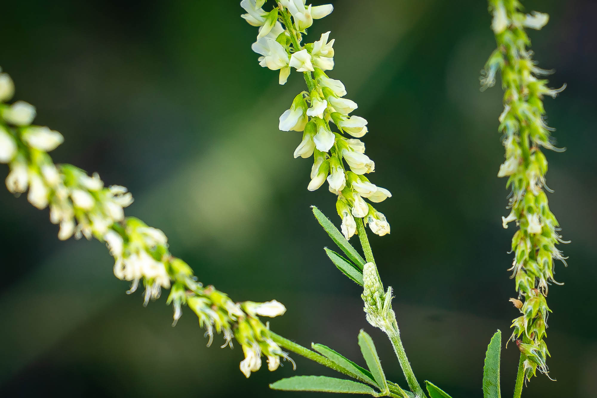 Featured image for “Le mélilot (Melilotus albus): reconnaissance, récolte et cuisine”