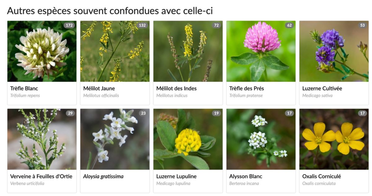 Cas de confusion entre le mélilot blanc et d'autres espèces selon iNaturalist