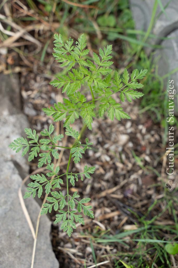 Conium maculatum - Grande cigue