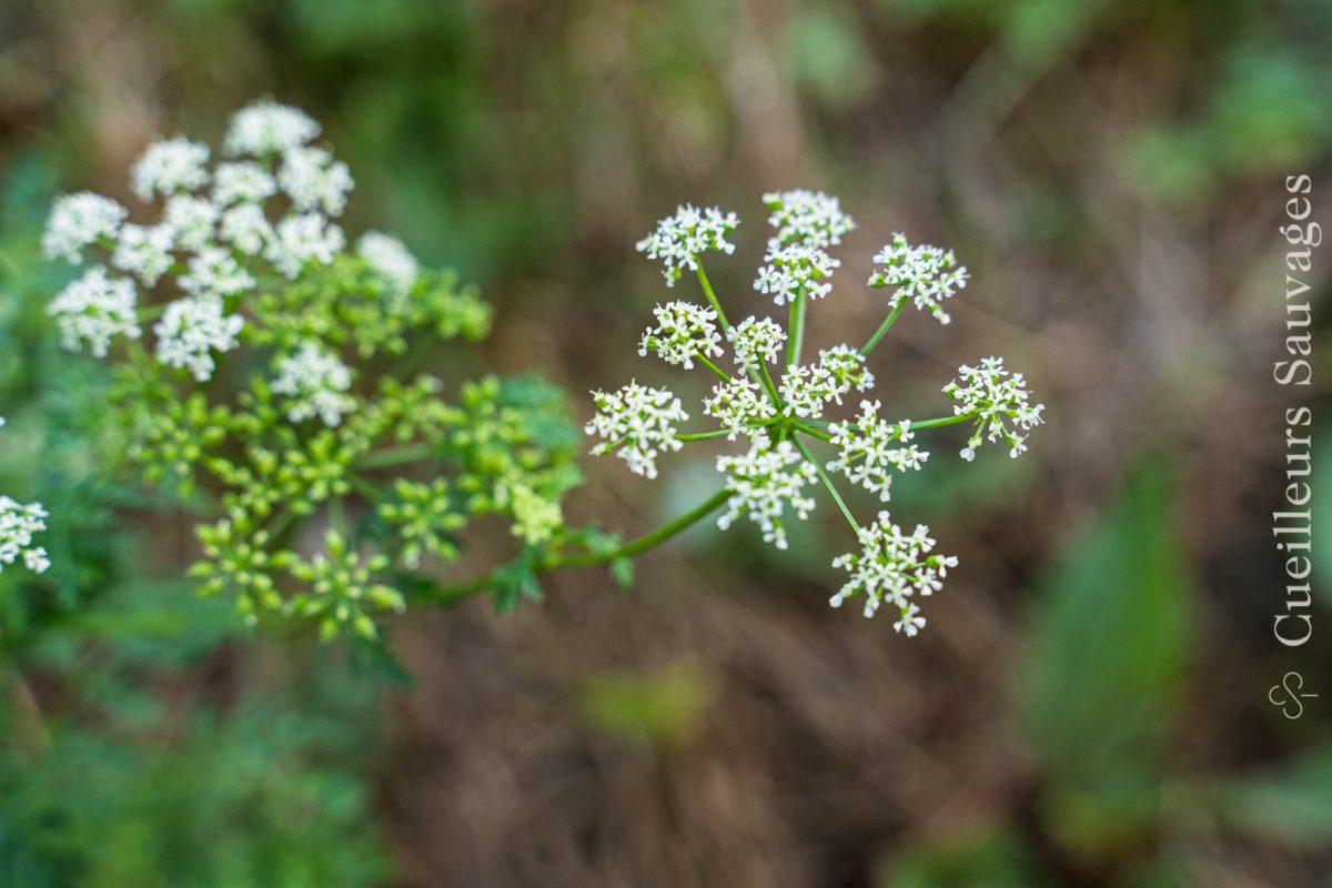 Image à la une pour “La grande ciguë s’invite dans notre jardin : surprise botanique”