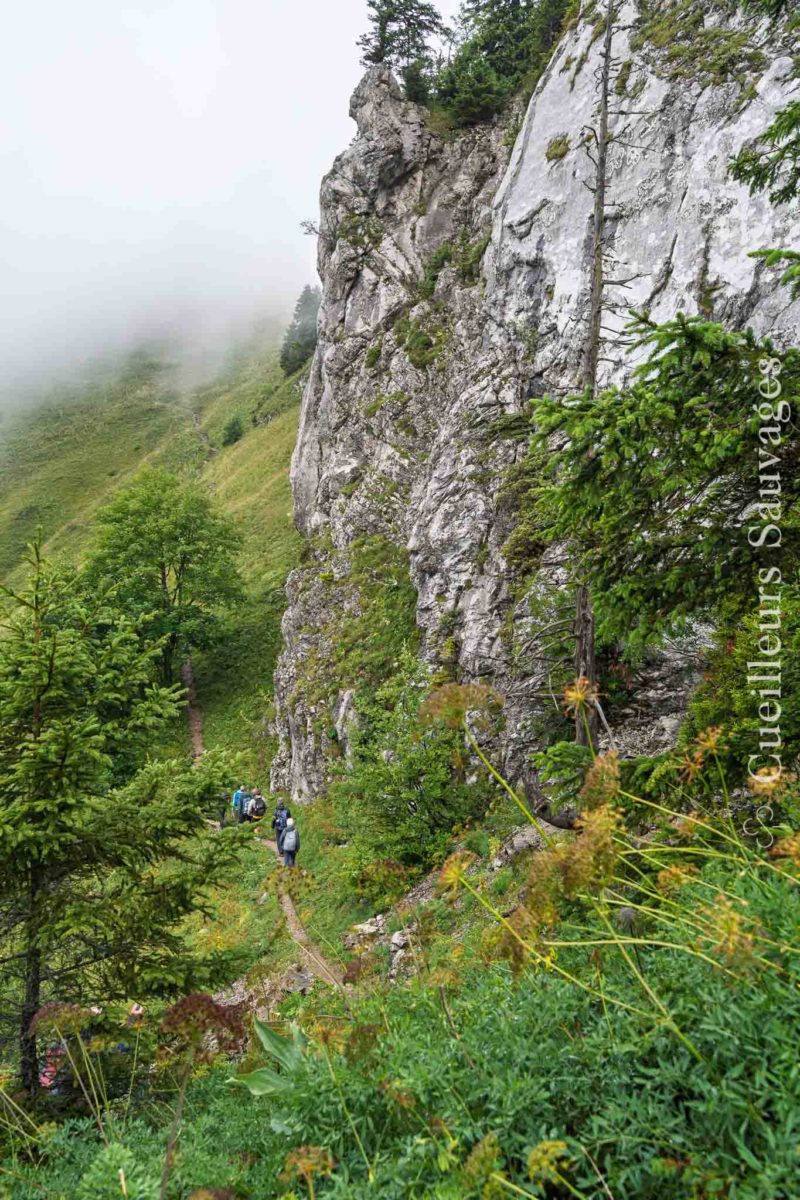 Sortie botanique sur les plantes alpines et leurs usages, Cueilleurs Sauvages