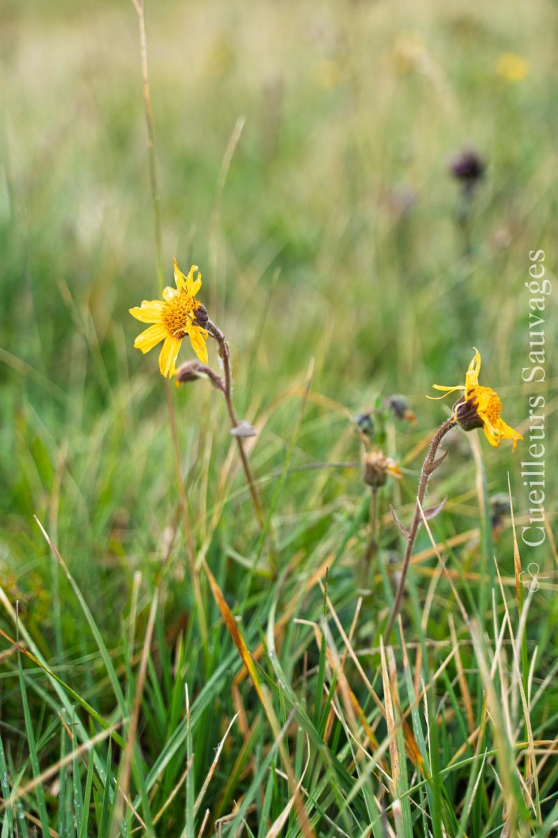 Sortie botanique sur les plantes alpines et leurs usages, Cueilleurs Sauvages