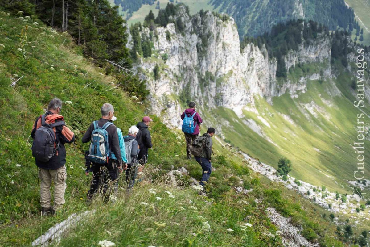 Sortie botanique sur les plantes alpines et leurs usages, Cueilleurs Sauvages