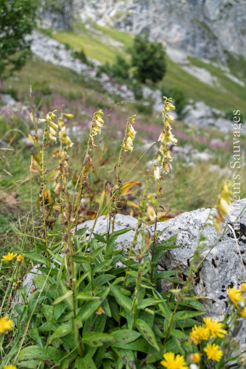 Sortie botanique sur les plantes alpines et leurs usages, Cueilleurs Sauvages