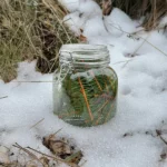 Limonade à l'épicea. Cueilleurs Sauvages