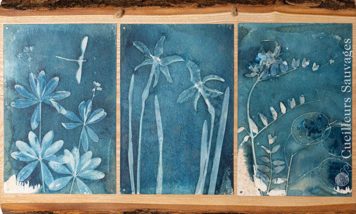 Exposition art-nature 2026