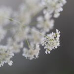 Image à la une  pour “Toxicité des feuilles du cerfeuil sauvage, Anthriscus sylvestris”