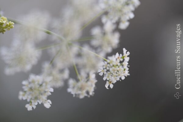 Image à la une pour “Toxicité des feuilles du cerfeuil sauvage, Anthriscus sylvestris”