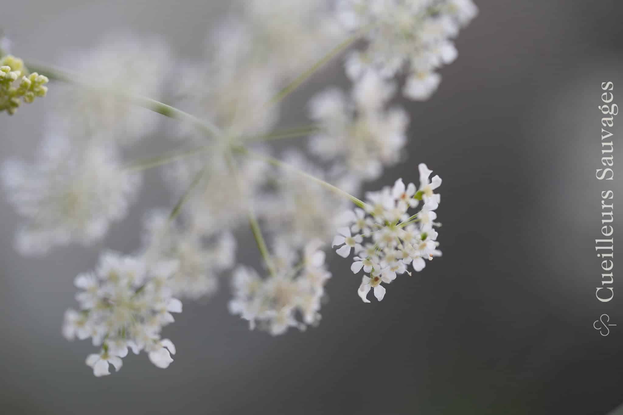 Featured image for “Toxicité des feuilles du cerfeuil sauvage, Anthriscus sylvestris”
