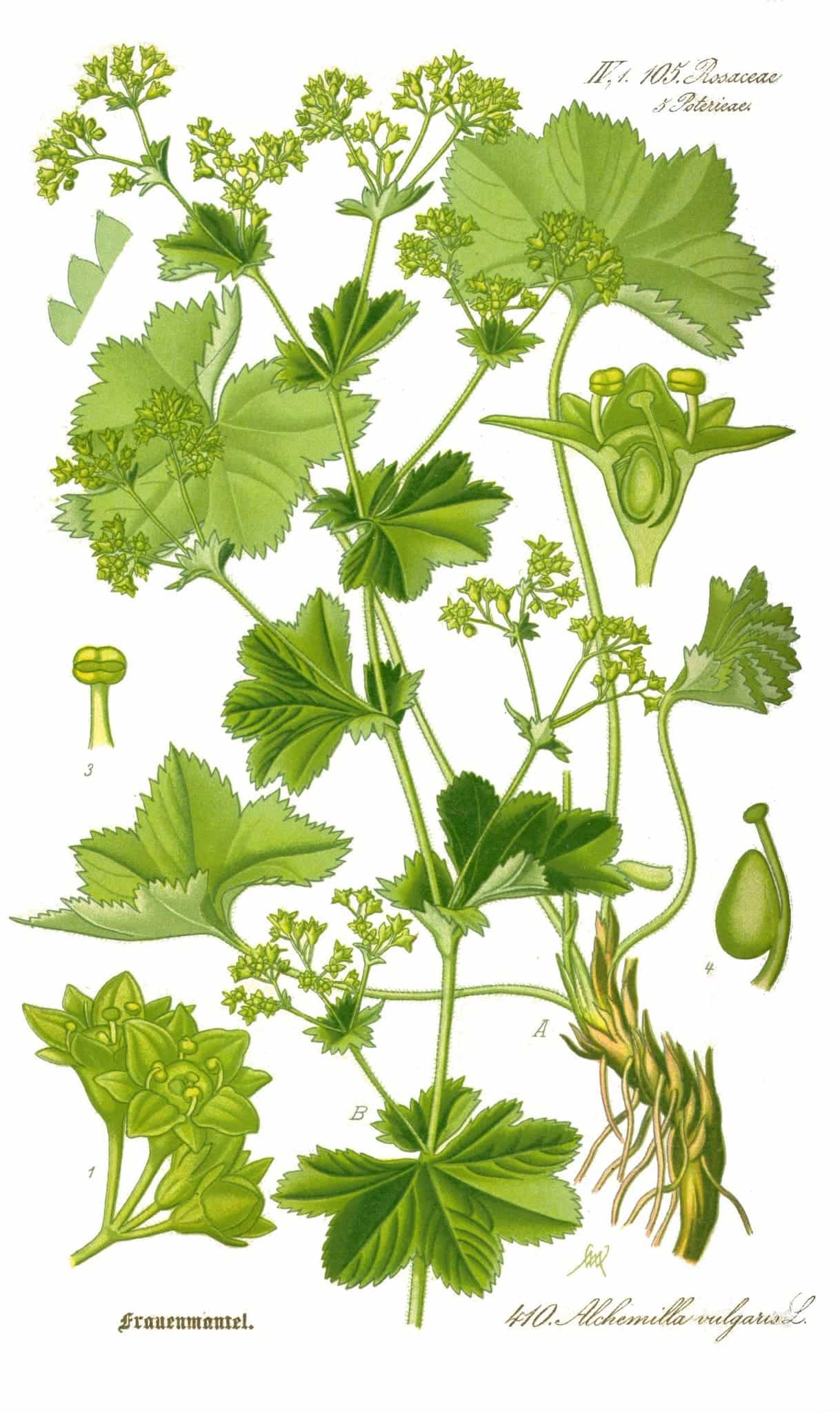 Alchemilla vulgaris, Thomé, Flora von Deutschland
