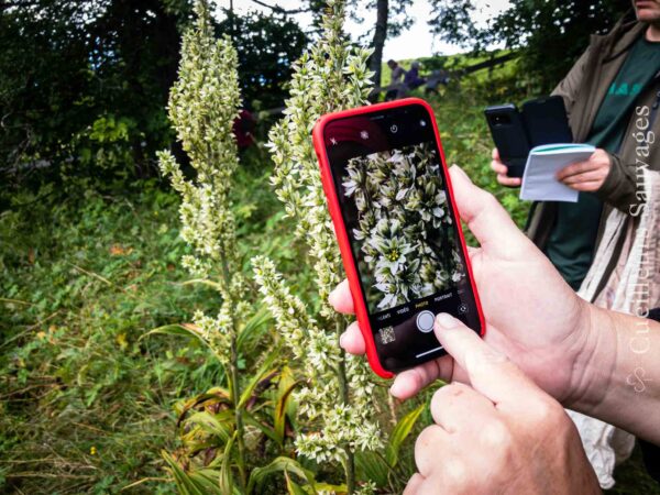 Journée de determination des plantes sauvages