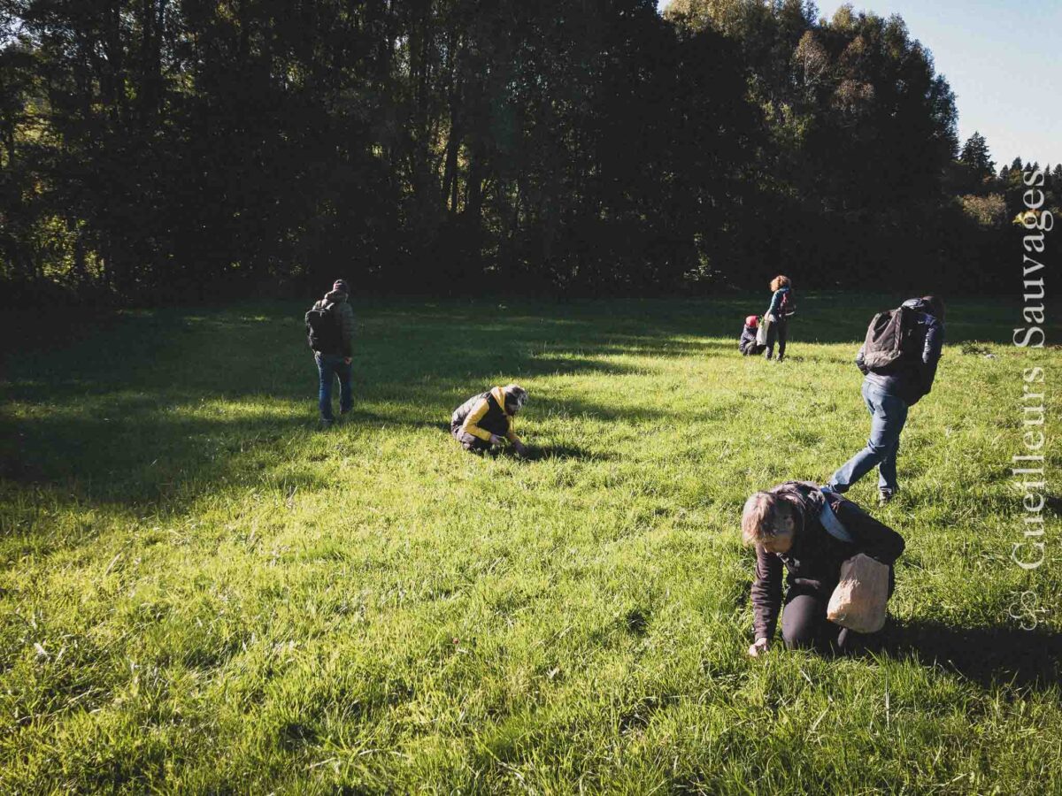 Journée de determination des plantes sauvages
