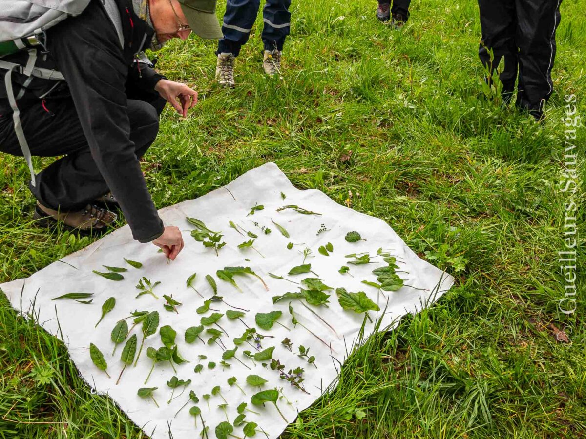 Journée de determination des plantes sauvages