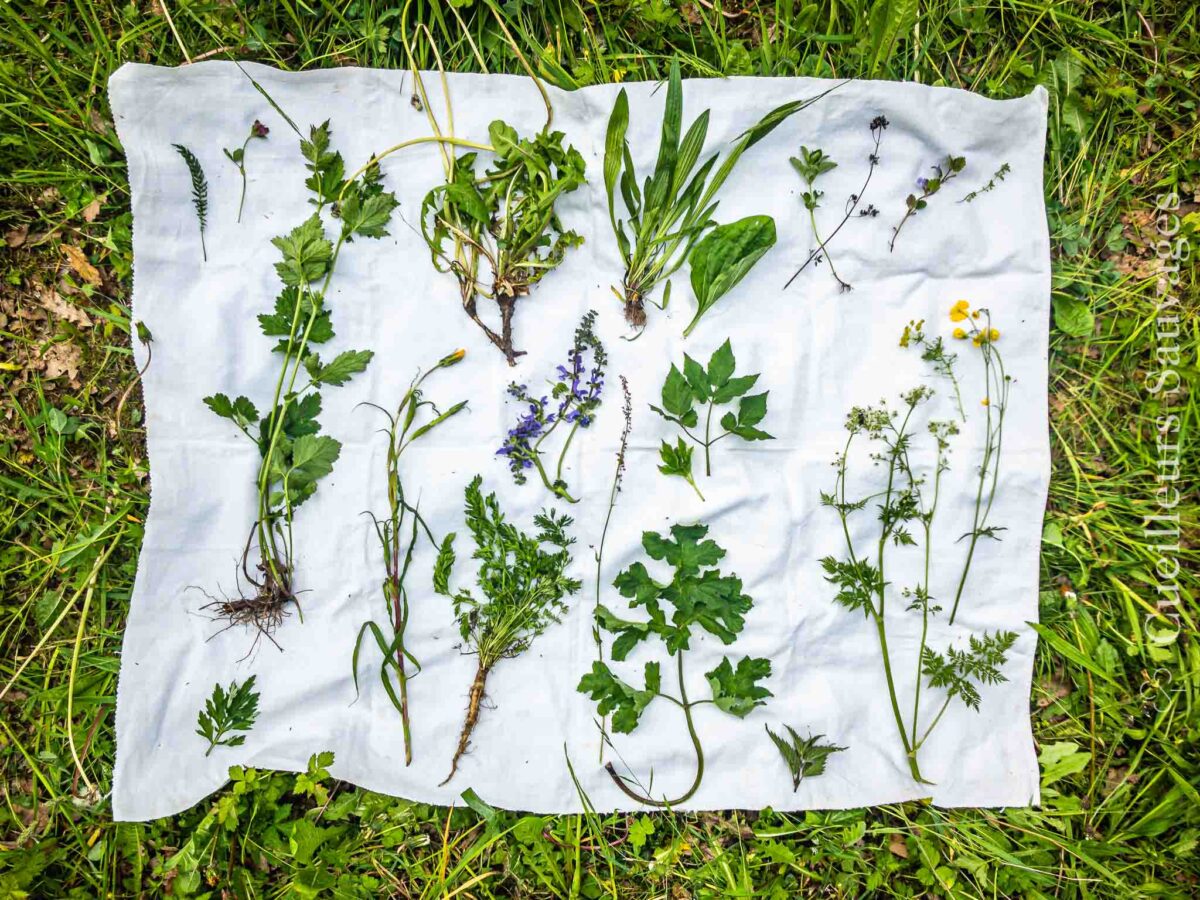 Journée de determination des plantes sauvages