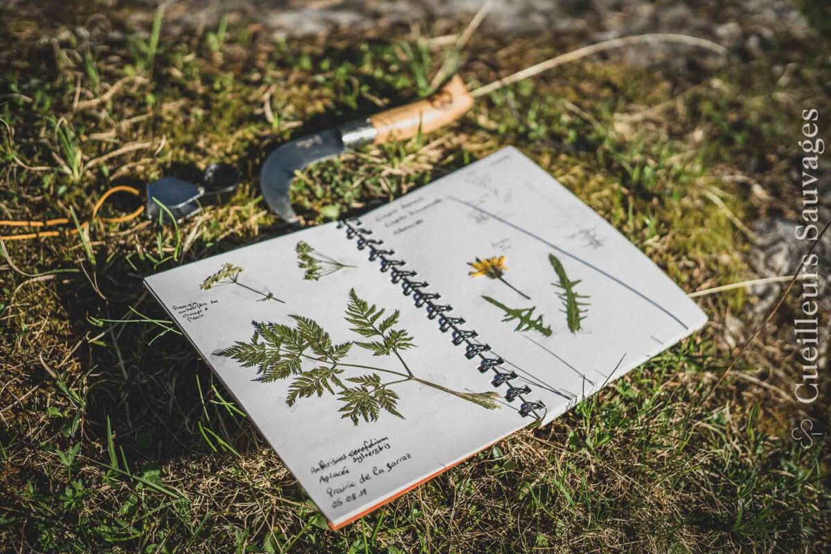Journée de determination des plantes sauvages