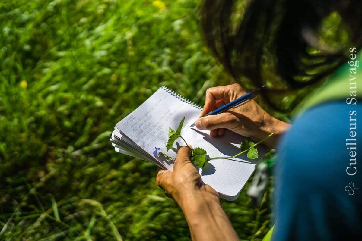 Journée de determination des plantes sauvages
