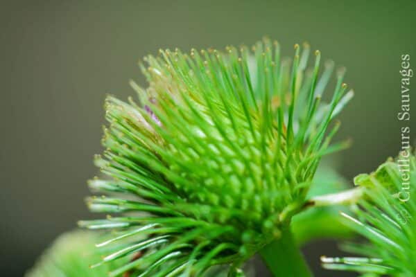 Image à la une pour “Grande bardane (Arctium lappa) : reconnaissance, récolte et usages”